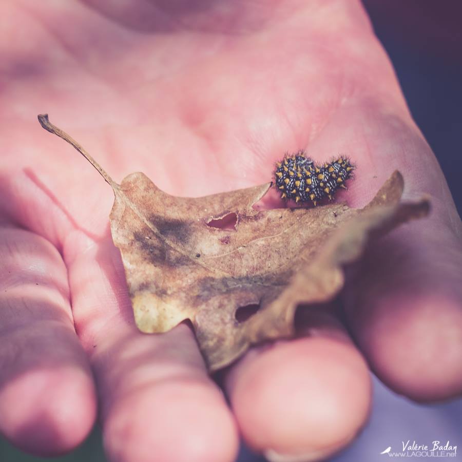 Macro photographie d'une chenille